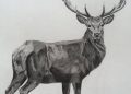Realistic Drawing of Deer Pictures