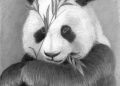 Realistic Drawing of Panda Eating Bamboo