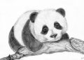 Realistic Drawing of Panda on Branch