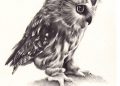 Realistic Owl for Drawing with Pencil