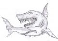 Scarry Shark Drawings Image