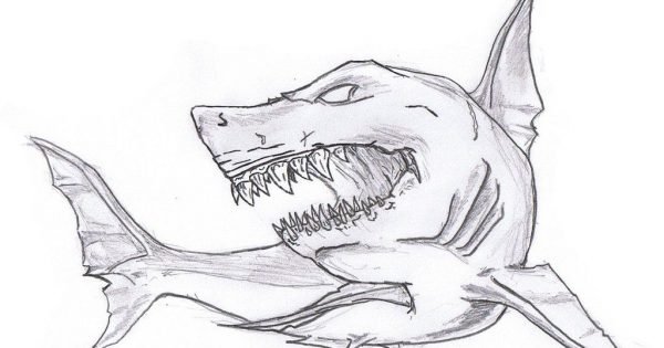 shark drawings ideas  visual arts ideas