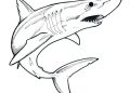 Shark Drawings Ideas