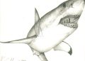 Shark Drawings Image