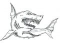 Shark Drawings of Scarry Great White Shark