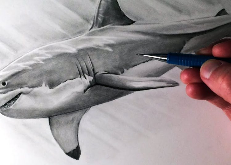 Shark Drawings Ideas - Visual Arts Ideas