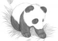 Smooth Drawing of Panda